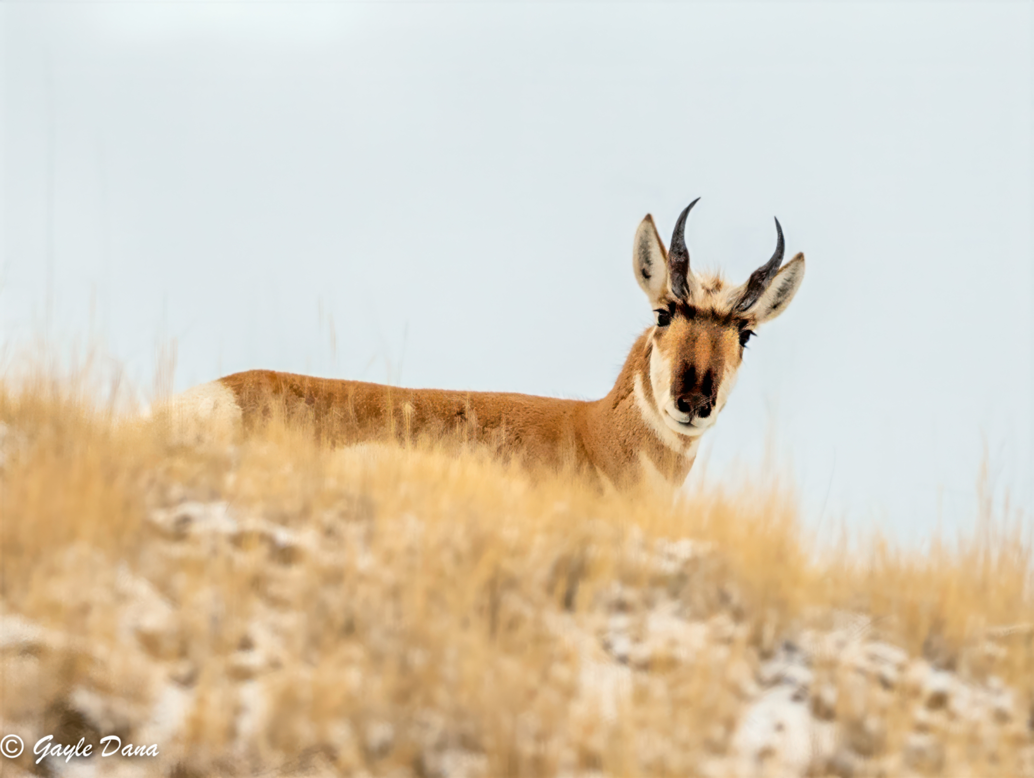 Pronghorn